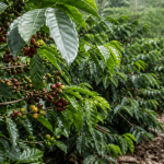 Sugar price analysis rebounds as biofuel demand surges
